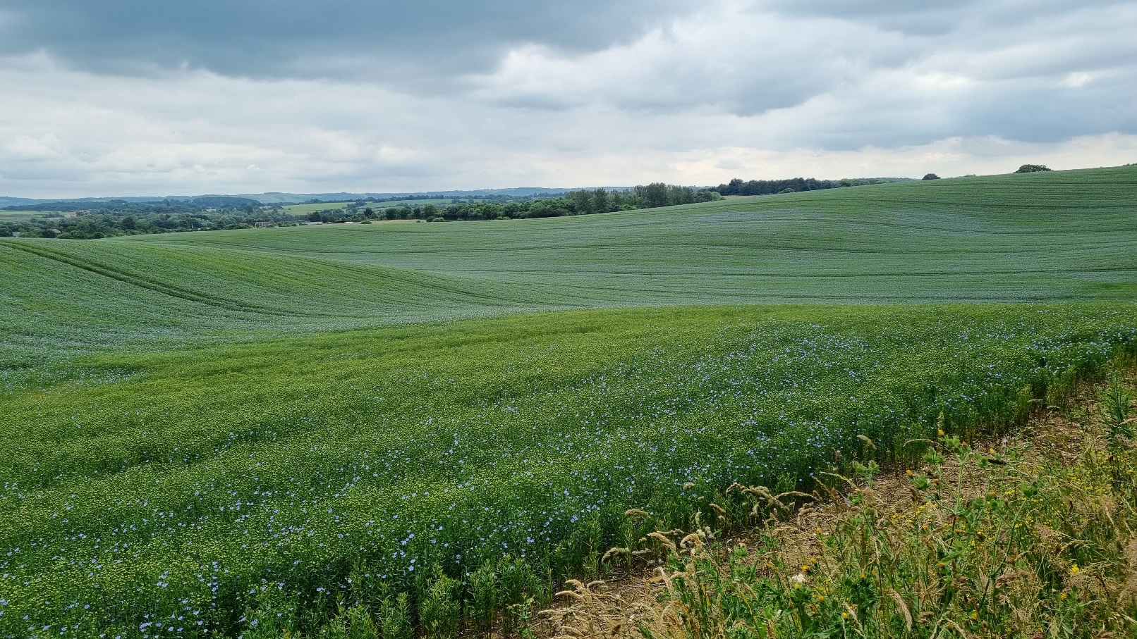 Bedfordshire field of linseed 2021